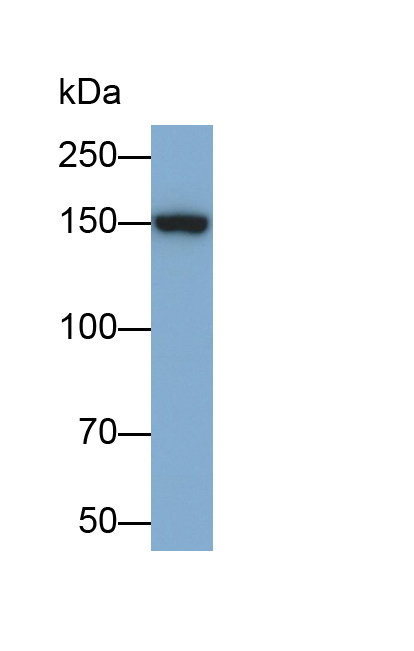 Polyclonal Antibody to Collagen Type II Alpha 1 (COL2a1)