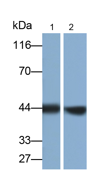 Polyclonal Antibody to Troponin T Type 2, Cardiac (TNNT2)