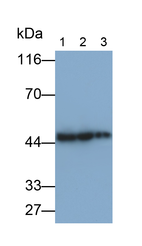 Polyclonal Antibody to Troponin T Type 2, Cardiac (TNNT2)