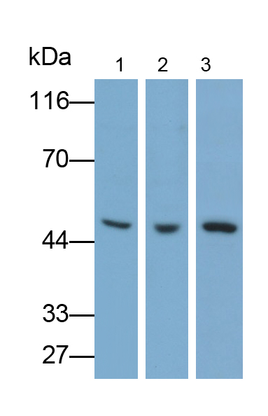 Polyclonal Antibody to Glycogen Synthase Kinase 3 Beta (GSK3b)