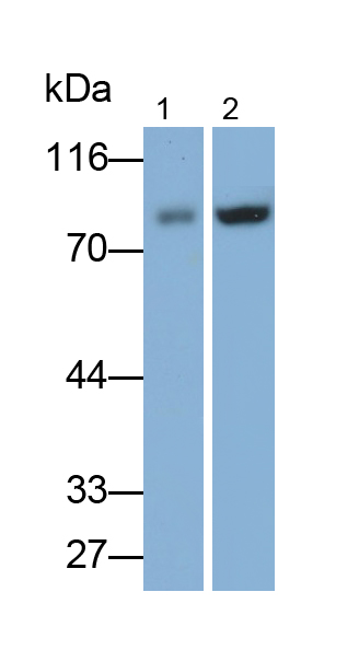 Polyclonal Antibody to Interleukin 17 Receptor E (IL17RE)