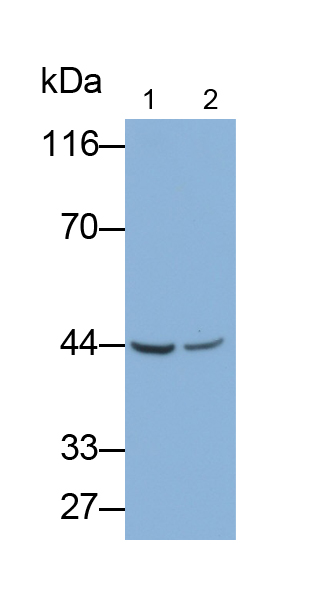Polyclonal Antibody to Interleukin 17 Receptor E (IL17RE)