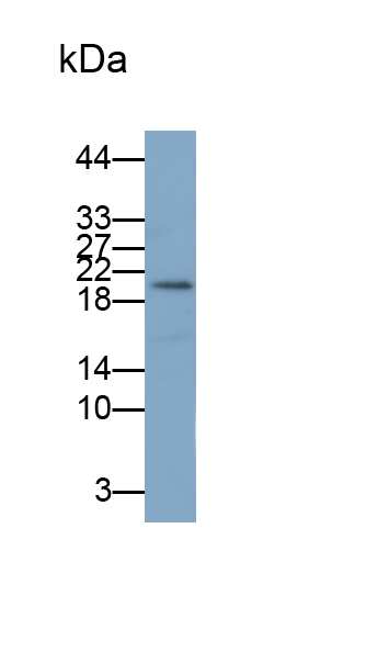 Polyclonal Antibody to Pronociceptin (PNOC)