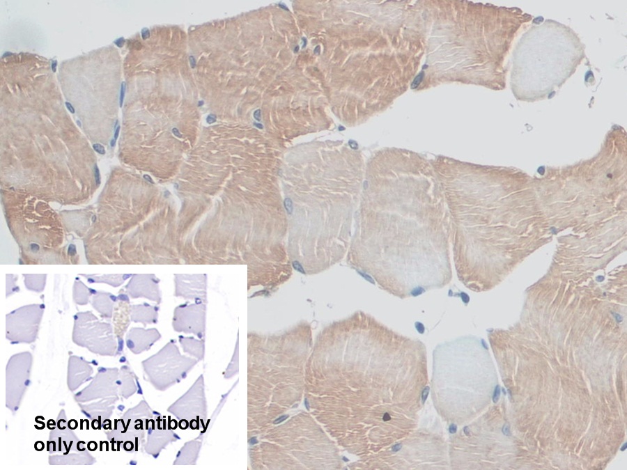 Polyclonal Antibody to Myosin ID (MYO1D)