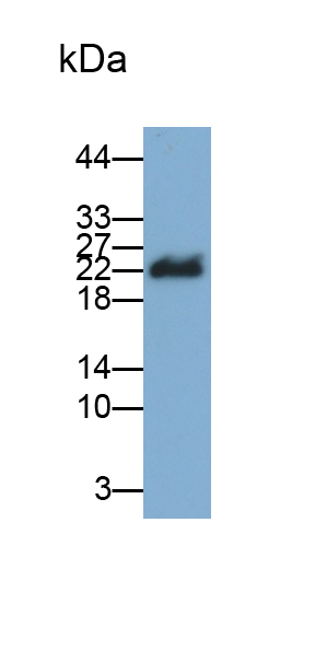 Polyclonal Antibody to Myosin Light Chain 12B (MYL12B)