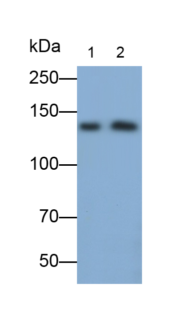 Polyclonal Antibody to Myosin VIIA (MYO7A)