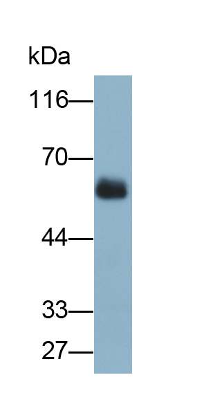 Polyclonal Antibody to Glucagon Like Peptide 1 Receptor (GLP1R)