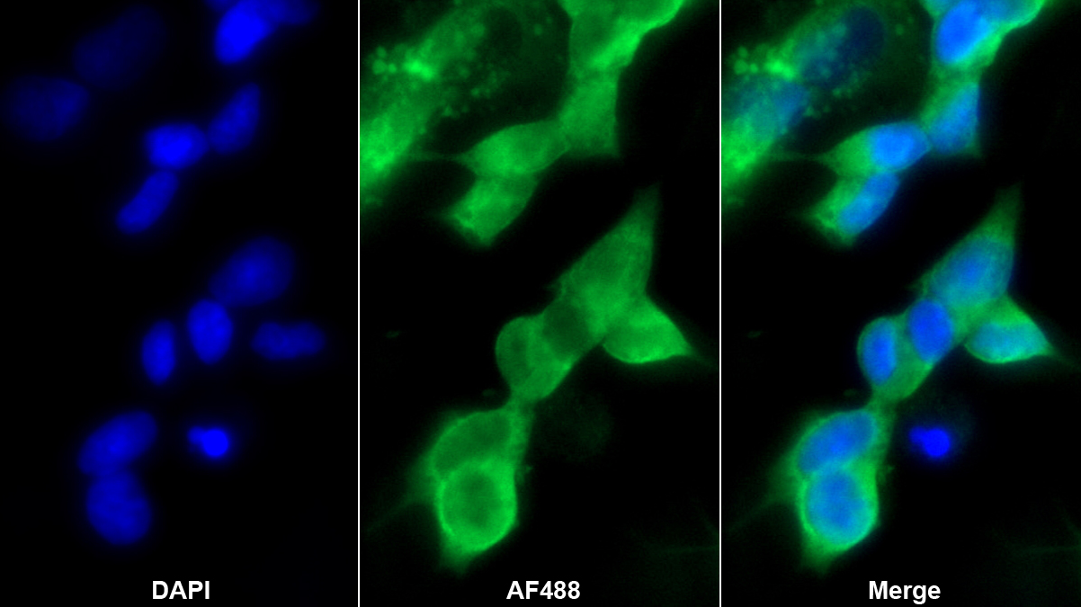 Polyclonal Antibody to 5-Hydroxytryptamine Receptor 2A (HTR2A)