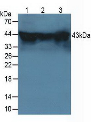 Polyclonal Antibody to Heat Shock 70kDa Binding Protein 1 (HSPBP1)