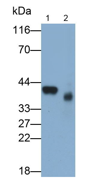 Polyclonal Antibody to Heat Shock 70kDa Binding Protein 1 (HSPBP1)