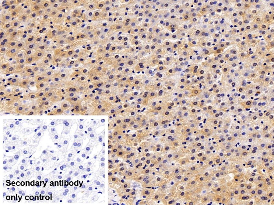 Polyclonal Antibody to Heat Shock Protein 90kDa Alpha B1 (HSP90aB1)