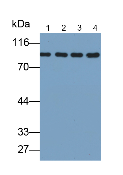 Polyclonal Antibody to Heat Shock Protein 90kDa Alpha B1 (HSP90aB1)