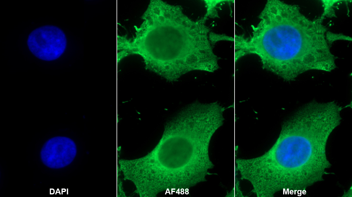 Polyclonal Antibody to Heat Shock Protein 90kDa Alpha B1 (HSP90aB1)