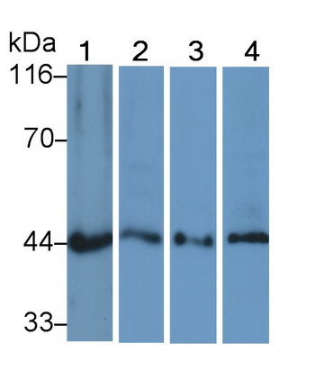 Polyclonal Antibody to Mitogen Activated Protein Kinase Kinase 2 (MAP2K2)