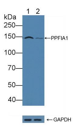 Polyclonal Antibody to Protein Tyrosine Phosphatase F Interacting Protein 1 (PPFIA1)