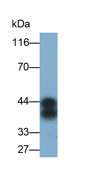 Polyclonal Antibody to Apolipoprotein L (APOL1)