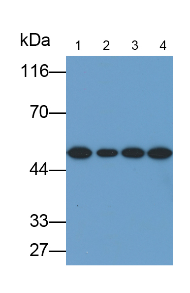 Polyclonal Antibody to Protein Disulfide Isomerase A6 (PDIA6)