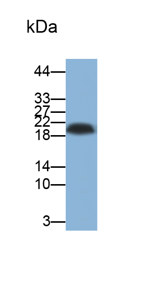 Polyclonal Antibody to Small Proline Rich Protein 3 (SPRR3)