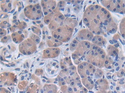 Polyclonal Antibody to Phospholipase A2, Pancreas (pPLA2)