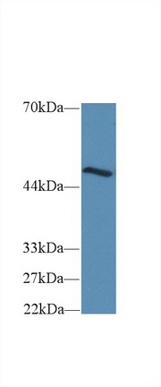 Polyclonal Antibody to Tumor Necrosis Factor Receptor Superfamily, Member 19 Like Protein (TNFRSF19L)