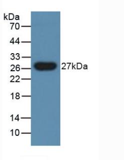 Polyclonal Antibody to Peptidoglycan Recognition Protein 1 (PGLYRP1)