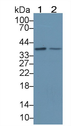 Polyclonal Antibody to Transcription Elongation Factor A3 (TCEA3)