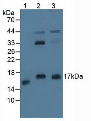 Polyclonal Antibody to Protein Phosphatase 3, Regulatory Subunit 1 (PPP3R1)