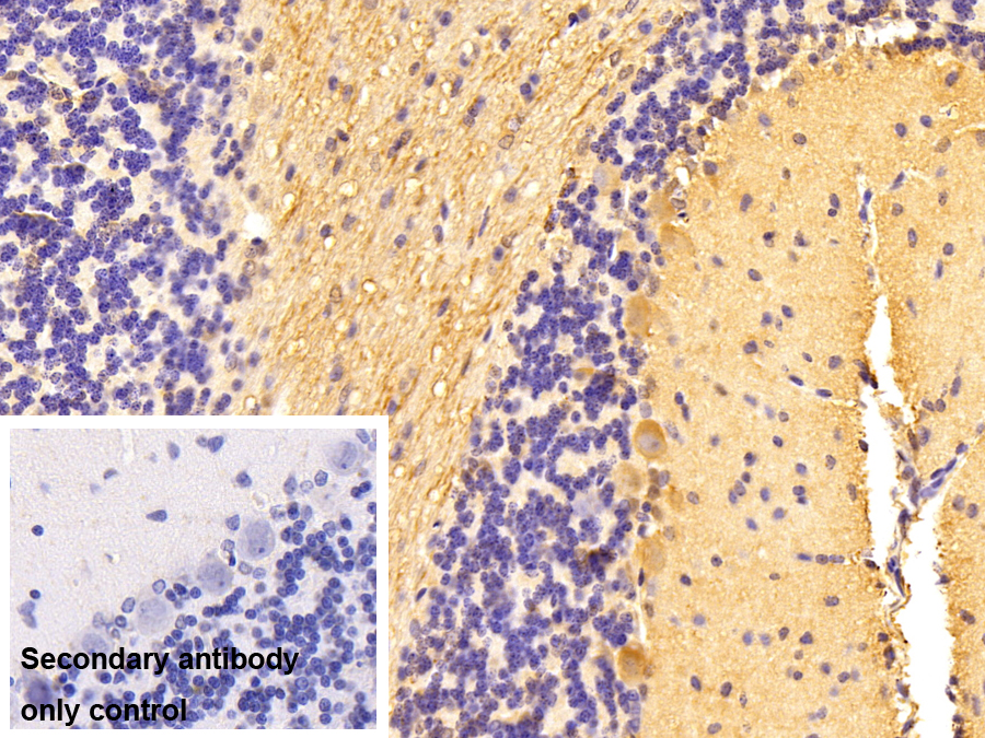 Polyclonal Antibody to Ephrin A5 (EFNA5)