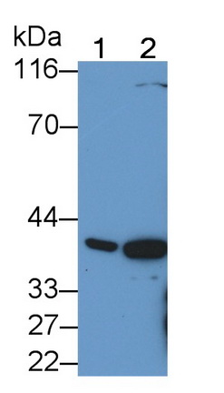 Polyclonal Antibody to Farnesyl Diphosphate Synthase (FDPS)