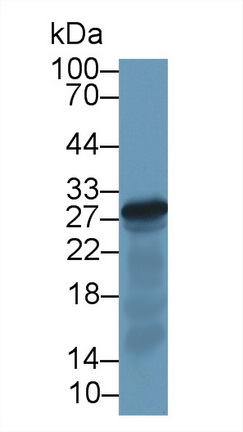 Polyclonal Antibody to Elastase 3A (ELA3A)