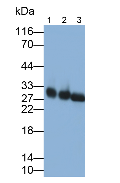 Polyclonal Antibody to Elastase 3A (ELA3A)