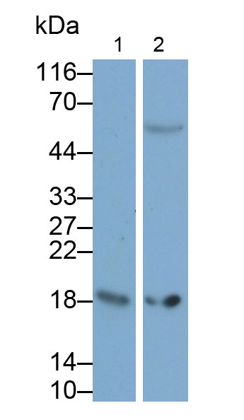 Polyclonal Antibody to Peptidyl Prolyl Cis/Trans Isomerase NIMA Interacting Protein 1 (PIN1)