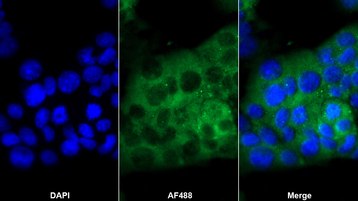 Polyclonal Antibody to Homogentisate-1,2-Dioxygenase (HGD)