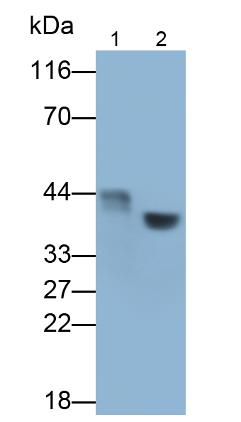 Polyclonal Antibody to Tryptophan-2,3-dioxygenase (TDO)