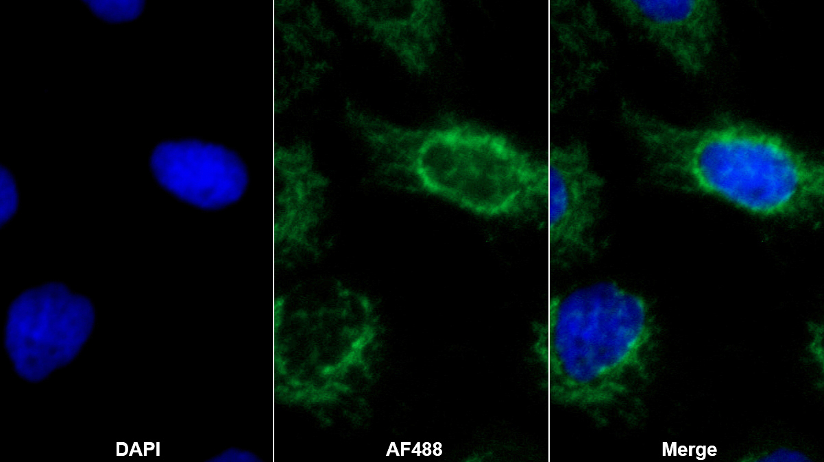 Polyclonal Antibody to Optic Atrophy 1, Autosomal Dominant (OPA1)