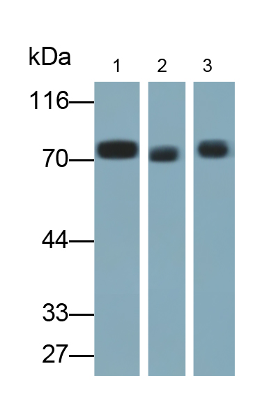 Polyclonal Antibody to Rac-GTPase Activating Protein 1 (RACGAP1)