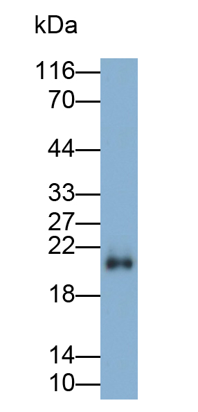 Polyclonal Antibody to Ras Homolog Gene Family, Member B (RHOB)