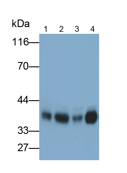 Polyclonal Antibody to Solute Carrier Family 7, Member 11 (SLC7A11)