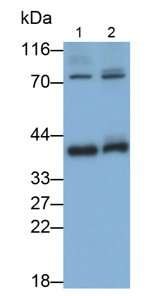 Polyclonal Antibody to Solute Carrier Family 16, Member 3 (SLC16A3)