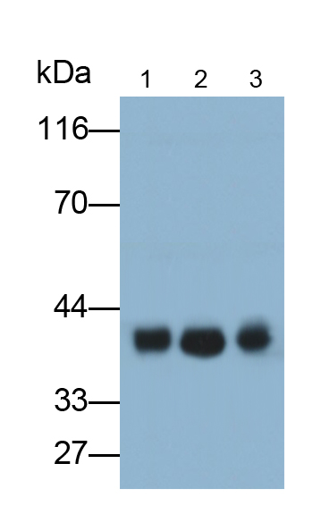 Polyclonal Antibody to Solute Carrier Family 16, Member 3 (SLC16A3)