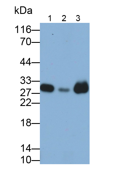 Polyclonal Antibody to Phosphoglycerate Mutase 1, Brain (PGAM1)