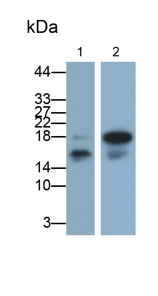 Polyclonal Antibody to Ubiquitin Conjugating Enzyme E2L3 (UBE2L3)