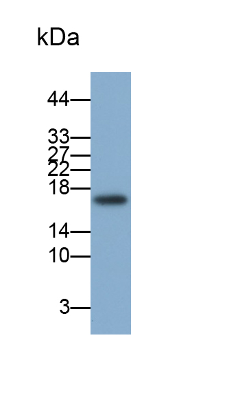 Polyclonal Antibody to Cyclin Dependent Kinase Inhibitor 1A (CDKN1A)