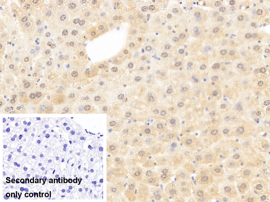 Polyclonal Antibody to Guanylate Binding Protein 2, Interferon Inducible (GBP2)