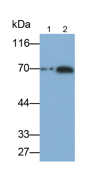 Polyclonal Antibody to Guanylate Binding Protein 1, Interferon Inducible (GBP1)