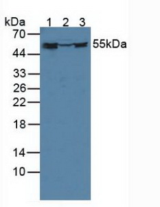 Polyclonal Antibody to FK506 Binding Protein 4 (FKBP4)