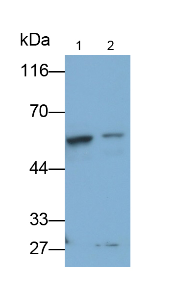 Polyclonal Antibody to FK506 Binding Protein 4 (FKBP4)