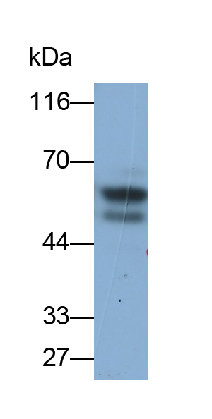 Polyclonal Antibody to FK506 Binding Protein 4 (FKBP4)