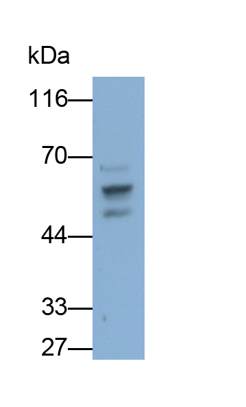 Polyclonal Antibody to FK506 Binding Protein 4 (FKBP4)