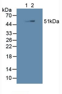 Polyclonal Antibody to SHC-Transforming Protein 3 (SHC3)